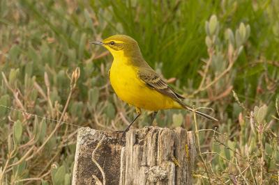 Motacilla flava flavissima