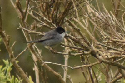 Sylvia melanocephala