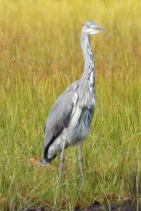 Ardea cinerea