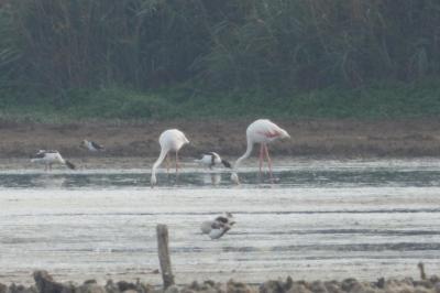 Phoenicopterus roseus