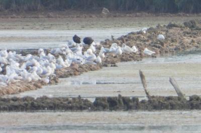 Chroicocephalus ridibundus