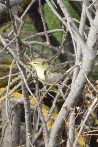 Phylloscopus trochilus