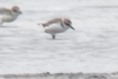 Charadrius alexandrinus