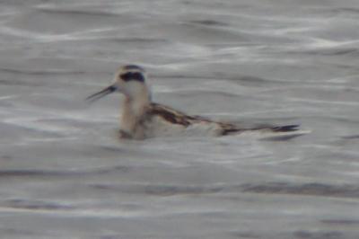 Phalaropus lobatus