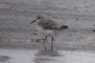 Calidris minuta