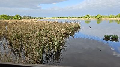 Locustella luscinioides