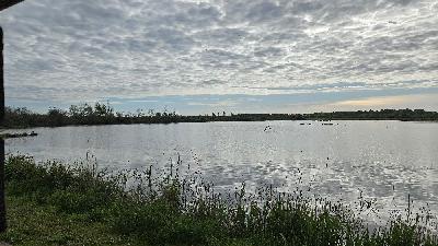 Thalasseus sandvicensis