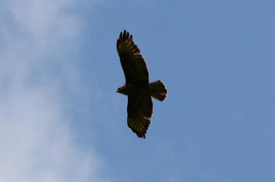 Buteo buteo