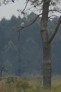 Falco peregrinus calidus