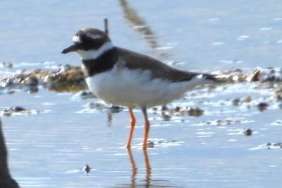 Charadrius hiaticula