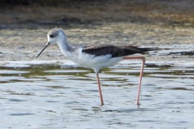 Himantopus himantopus