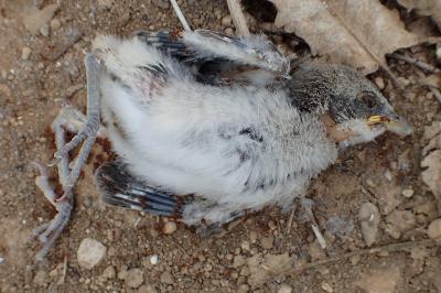 oiseaux1779051053