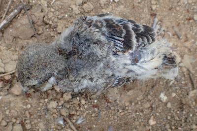 oiseaux1779051069