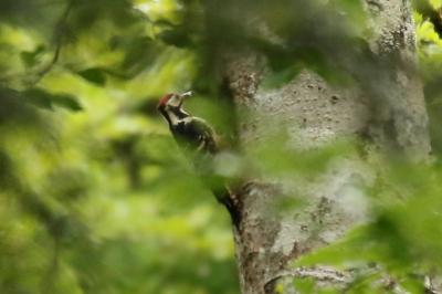 Dendrocopos leucotos