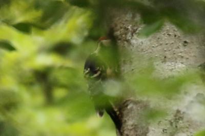 Dendrocopos leucotos