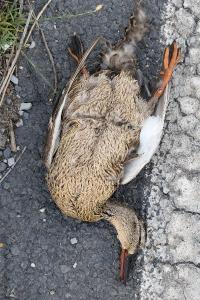 Anas platyrhynchos