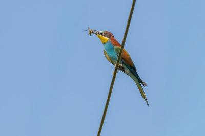 Merops apiaster