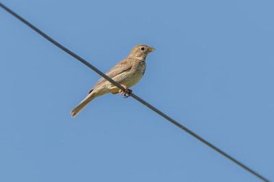 Emberiza calandra