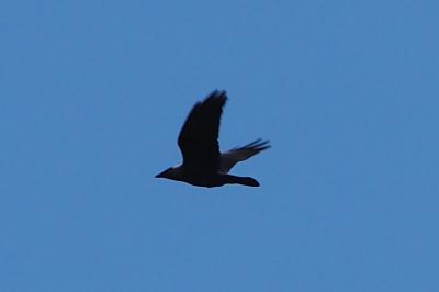 Corvus monedula