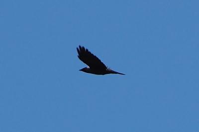 Corvus monedula