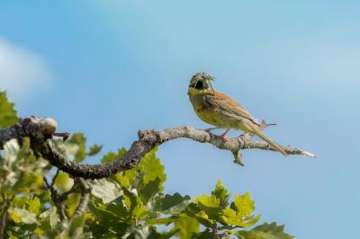 oiseaux1779894512