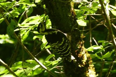 oiseaux1780062993