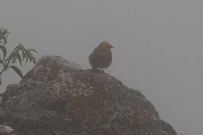 Emberiza citrinella