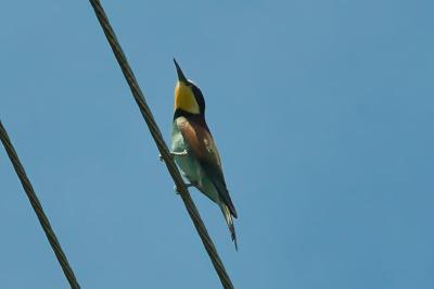 Merops apiaster