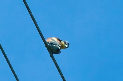Merops apiaster
