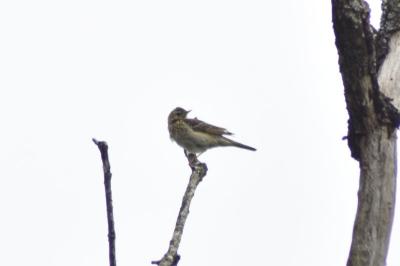 Anthus trivialis