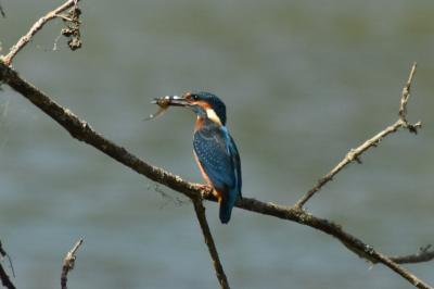 Alcedo atthis