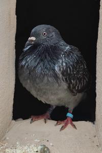 Columba livia