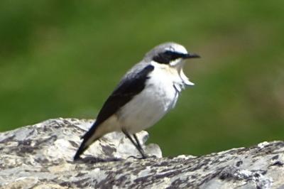 Oenanthe oenanthe
