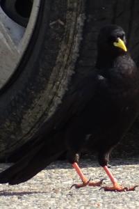 Pyrrhocorax graculus