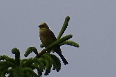Emberiza citrinella