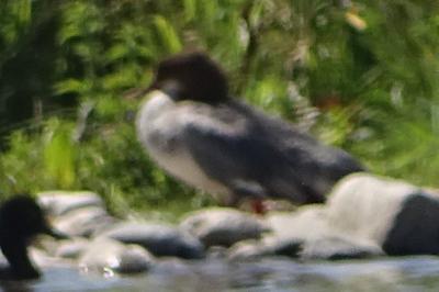 oiseaux1782920039