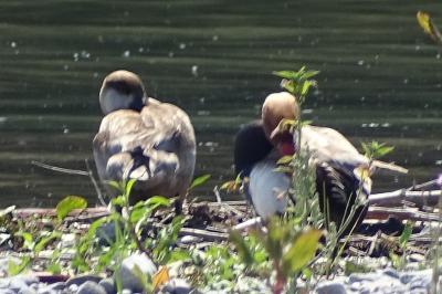 oiseaux1782920065