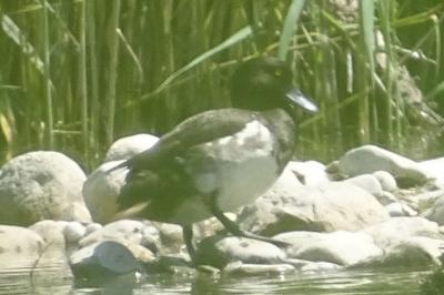 oiseaux1782920102
