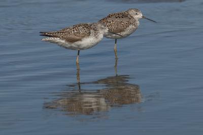 Tringa stagnatilis