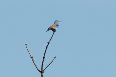 oiseaux1783525936
