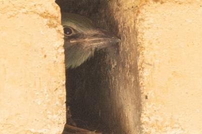 oiseaux1783525967