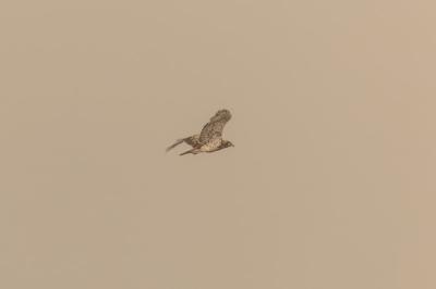 Circaetus gallicus