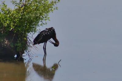 Plegadis falcinellus
