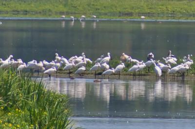 Platalea leucorodia