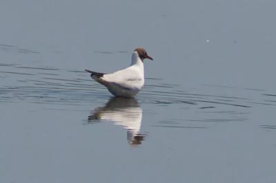Chroicocephalus ridibundus