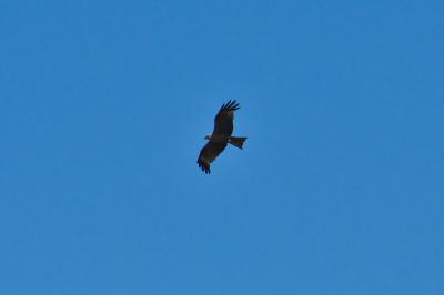 Milvus migrans