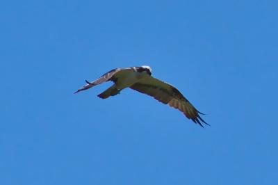 oiseaux1785179182