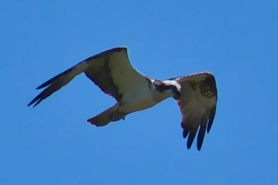 oiseaux1785179191