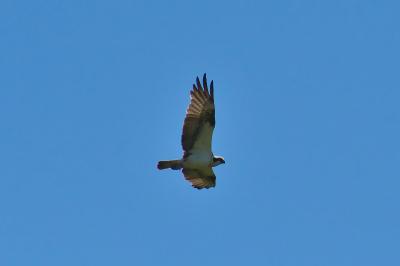 oiseaux1785179201