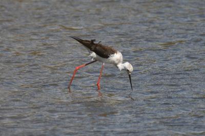 Himantopus himantopus